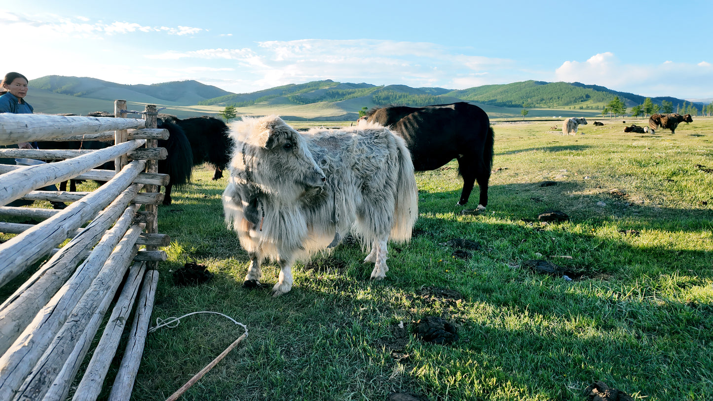 "Echoes of the Steppe" - Most authentic journey you'll ever experience!