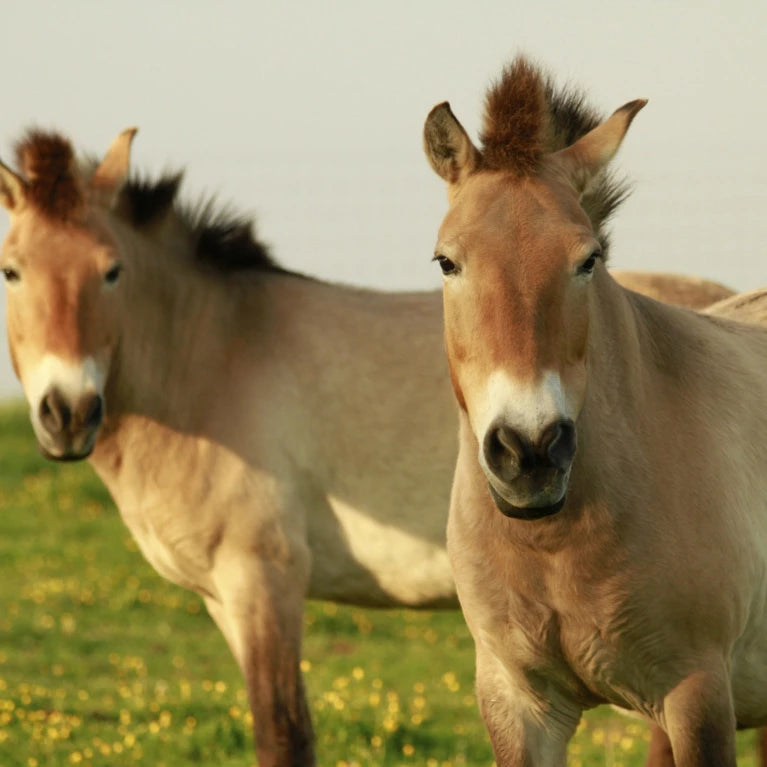 "Echoes of the Steppe" - Most authentic journey you'll ever experience!